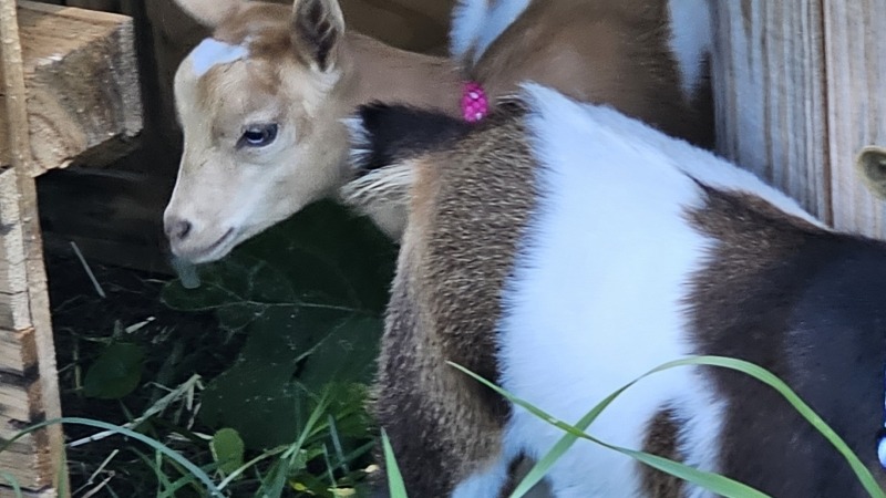molly and bella's behind.