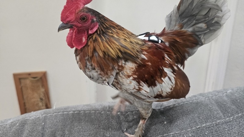 Steva the house rooster. ( Serama )