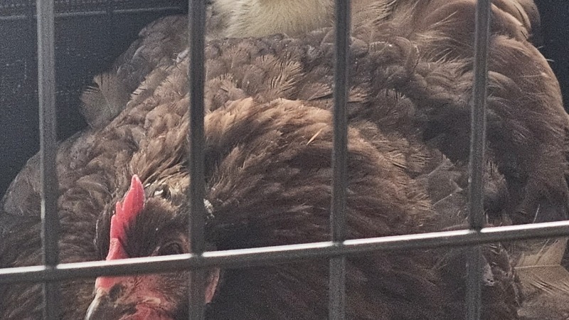 mama chicken and her baby