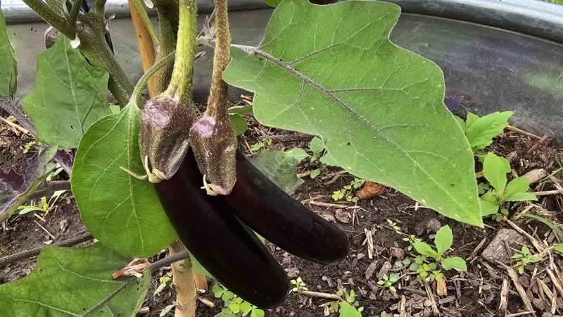 eggplants 