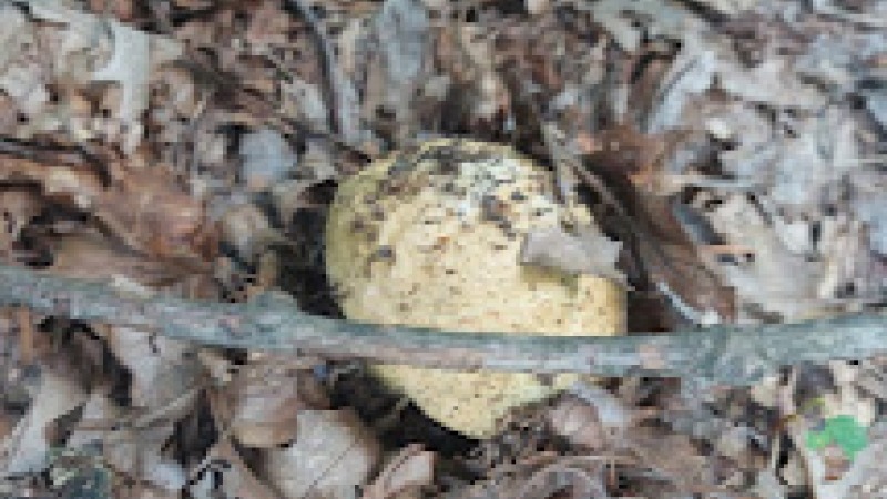 Corn flower Bolete