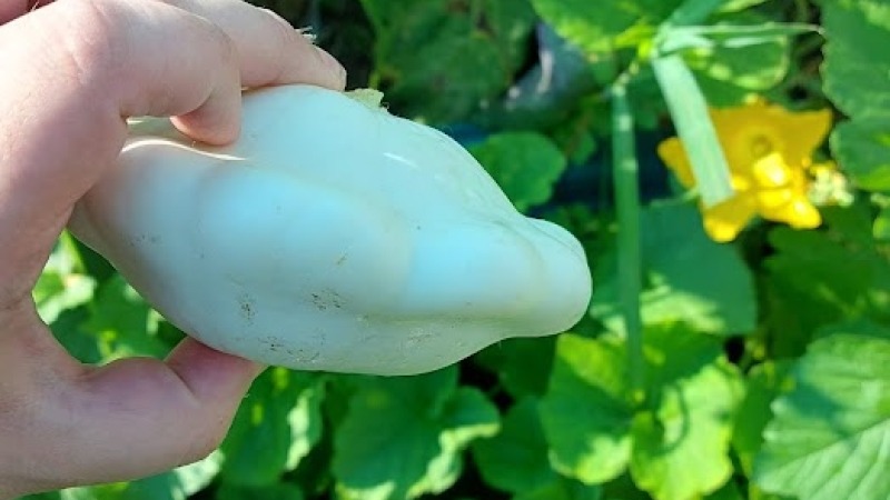 Scallop Squash