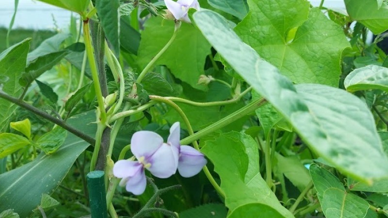 Red Noodle bean flower from my garden