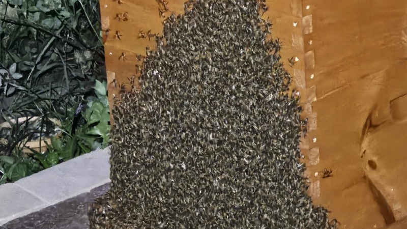 our busy bees