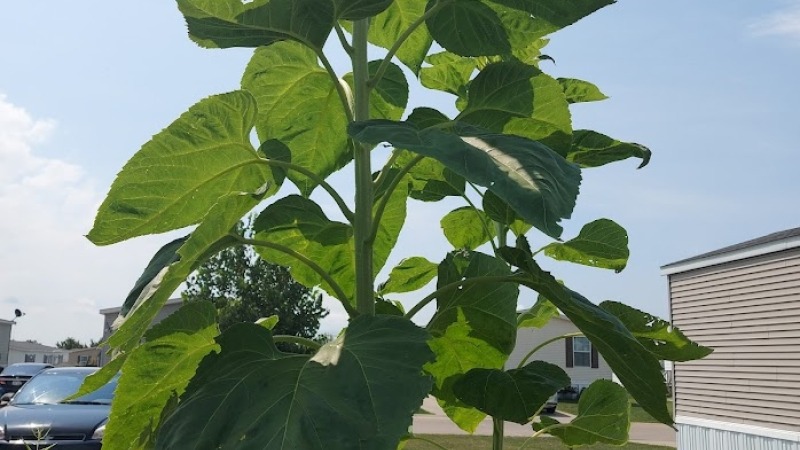 Mammoth sunflower from my garden