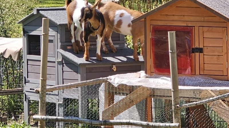 the goats up to goat stuff