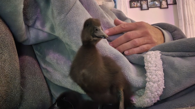 the new Cayuga ducklings