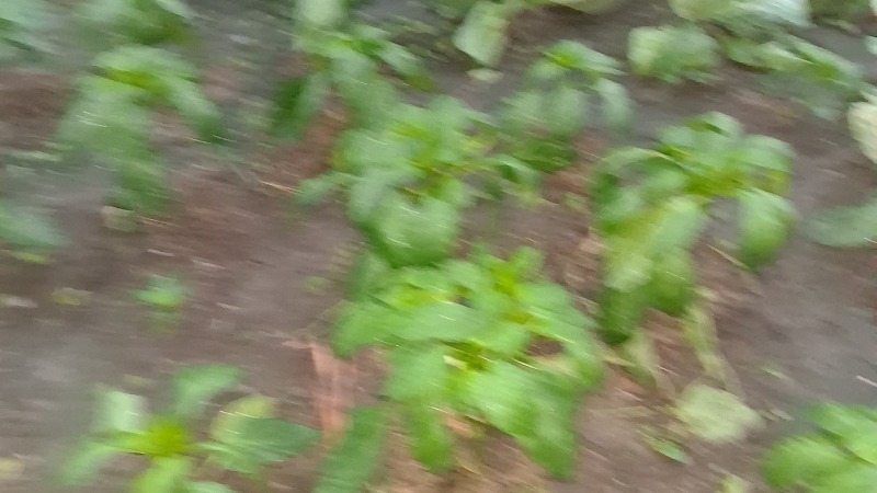 cucumber farm