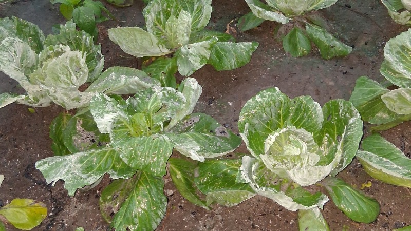 cabbage farm