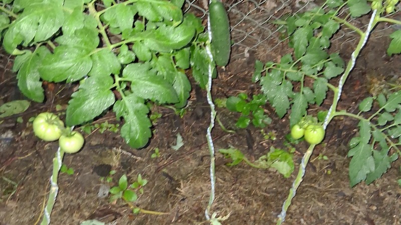 tomato and cucumber farm section