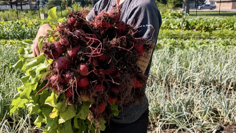 Beet harvesting
