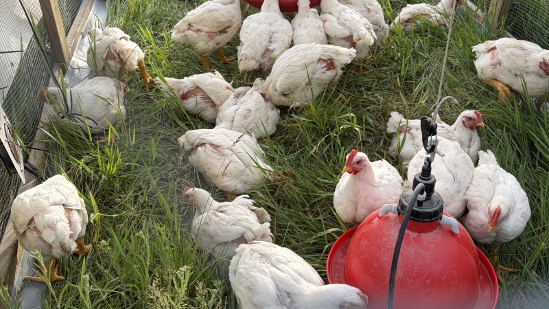 Small batch of healthy white broilers feeding