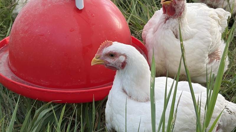 More healthy Meat birds inside Tractor 