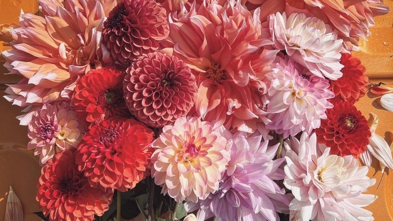 Dahlias