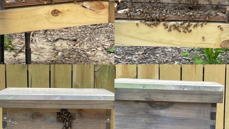 Hives
