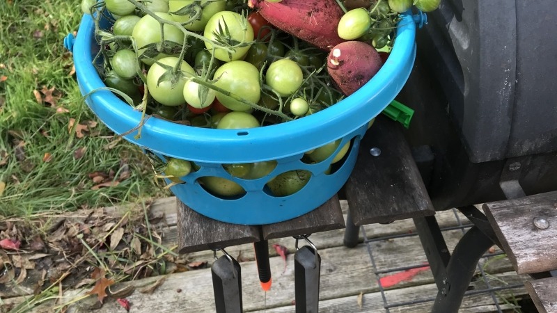Food harvest 