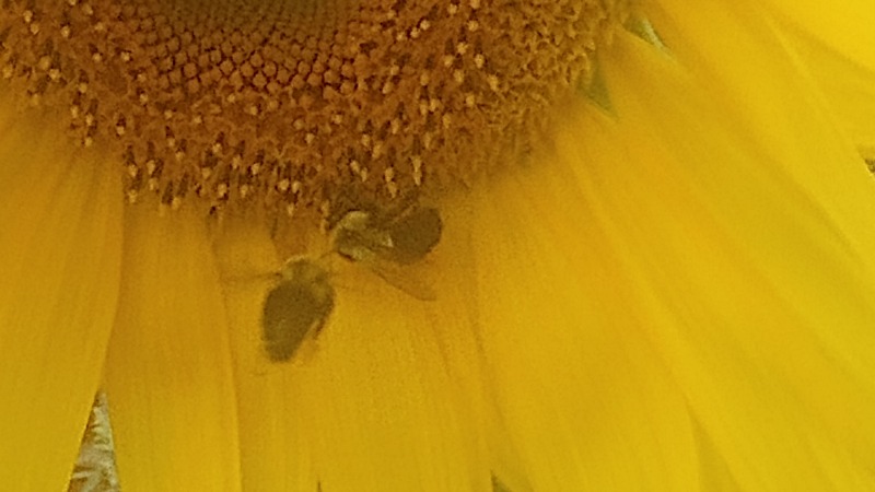 Sunflower I grew 
