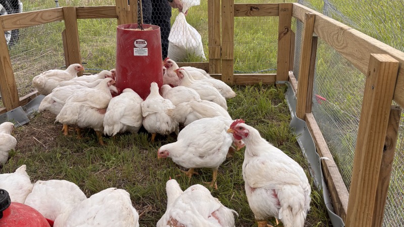 White pasture-raised Cornish Cross meat chickens foraging inside a moveable tractor