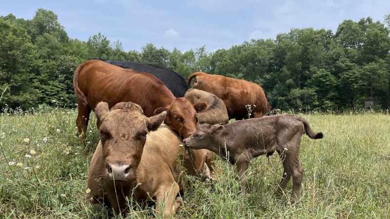 Cows enjoying the day