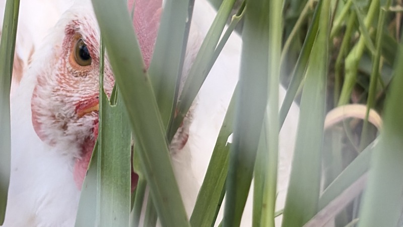 Close-up view of a healthy broiler, doing what chickens do best. 