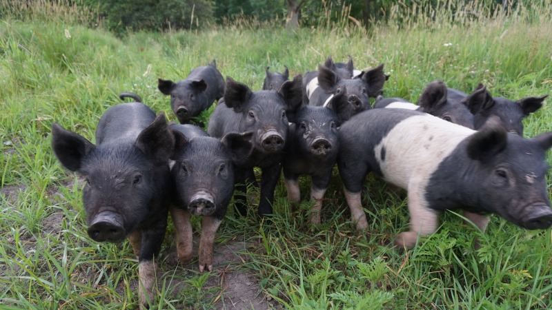 Our piglets born on the farm