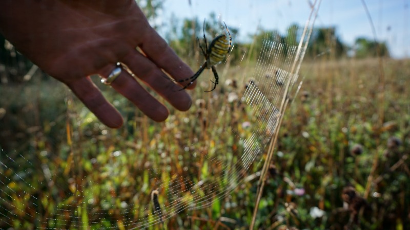 Garden orb weaver spider at home in our pasture