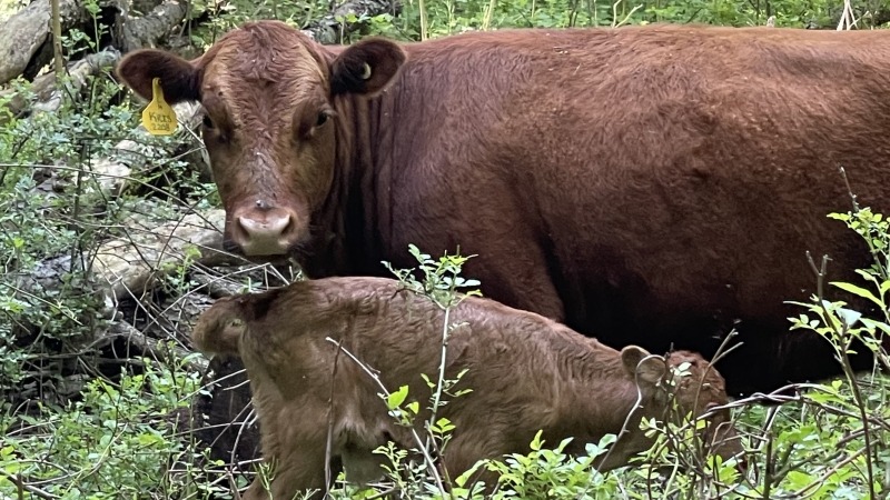 Momma and new born calf
