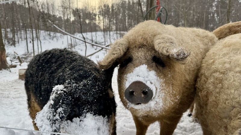 Mangalitsa pigs digging around in the snow. They love winter