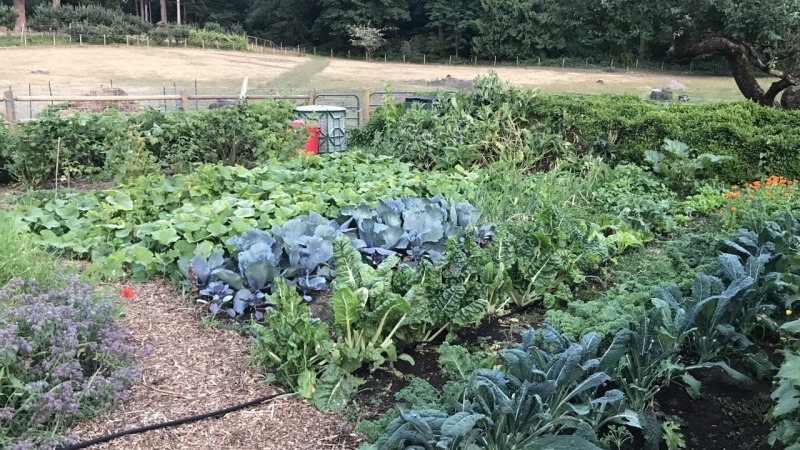Garden I planned, mixed with manure, planted, mulched, watered, weeded and harvested