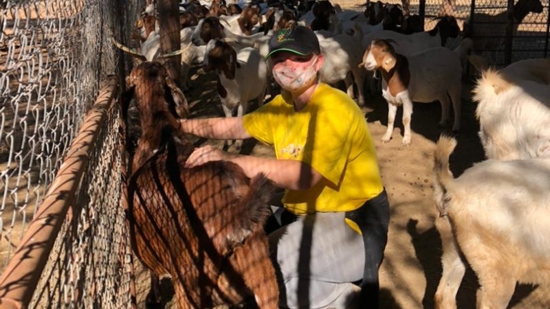 Vaccinating and deworming goats at the Cheetah Conservation Fund