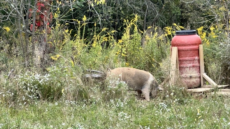 Some of our pigs on grass