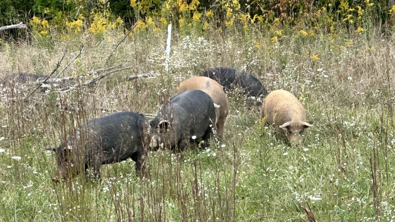 Some of our pigs on grass
