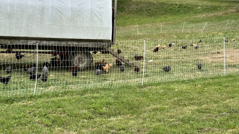 Our hens and their egg mobile