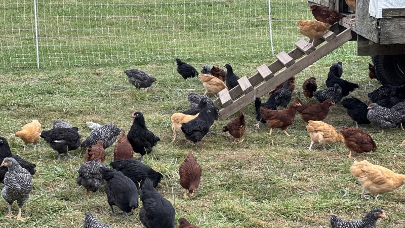 Our hens and their egg mobile