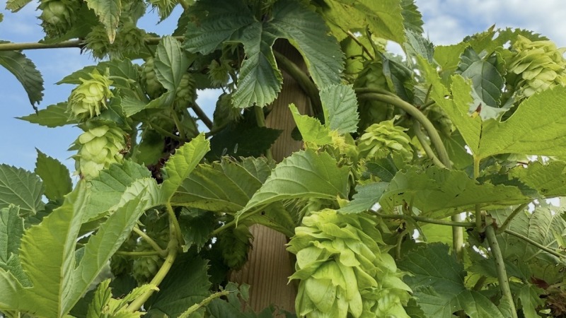 Hops on a vine