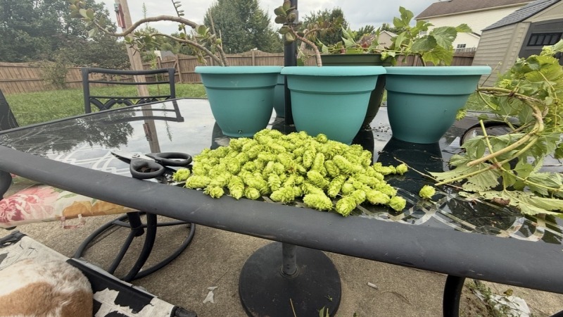 A pile of hops on a table
