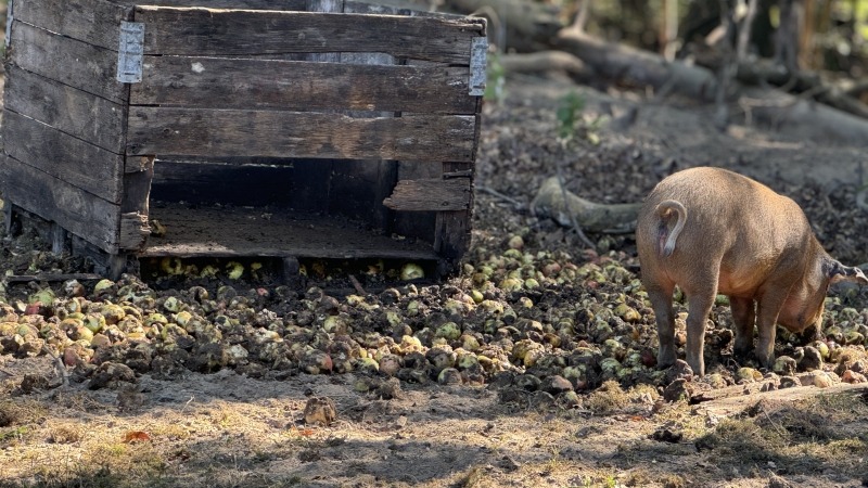 We bought "damaged" apples for the pigs, they loved them! This one broke into the container