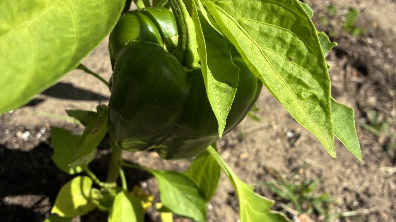 Bell peppers are thriving