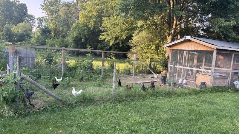 A picture of some of our chickens. They have access to a large run, fence pasture, as well as free ranging during the warmer less predator heavy months. We love them and they add so much joy to our lives. We love to add more and grow in our capabilities by adding meat birds. 