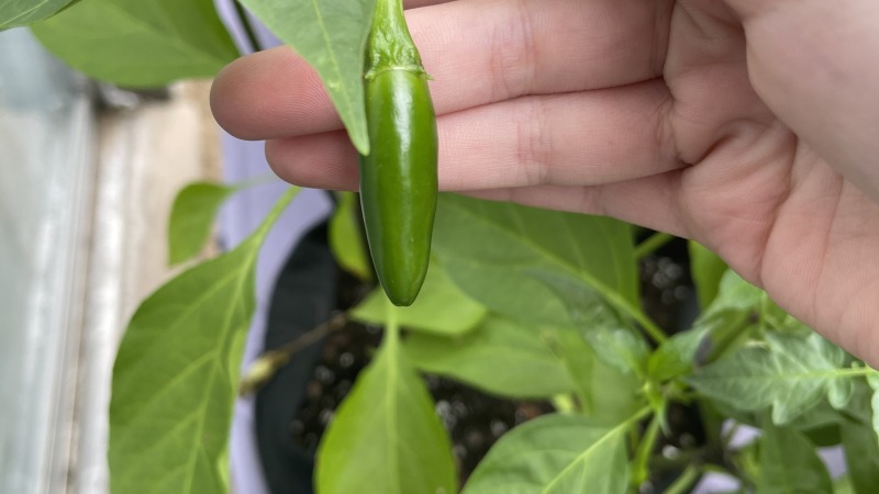 This was when I learned that peppers don’t grow Hot!! Lol!!!!