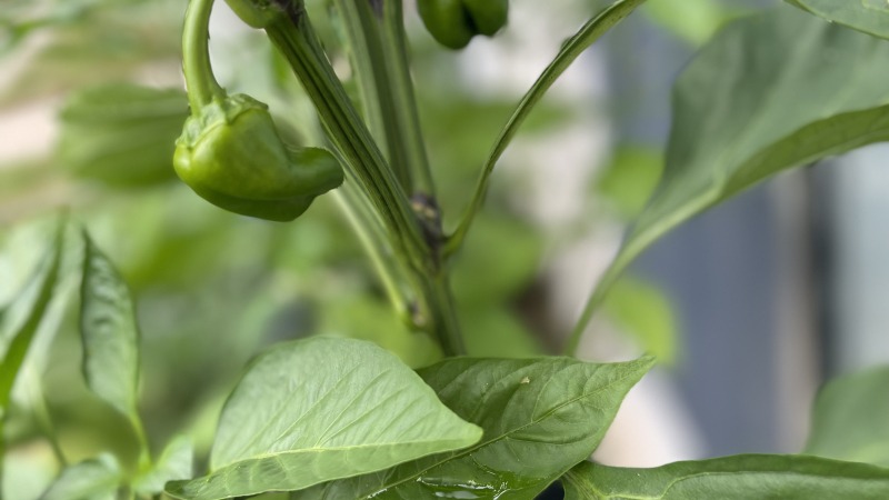 Learning the importance of watering.