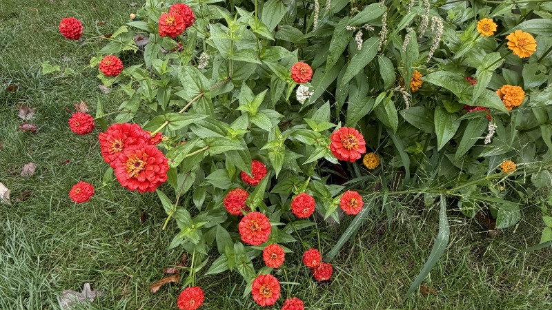 Red zinnias
