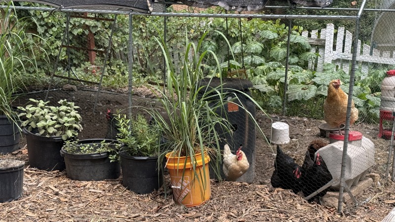 Chicken run and forage pots