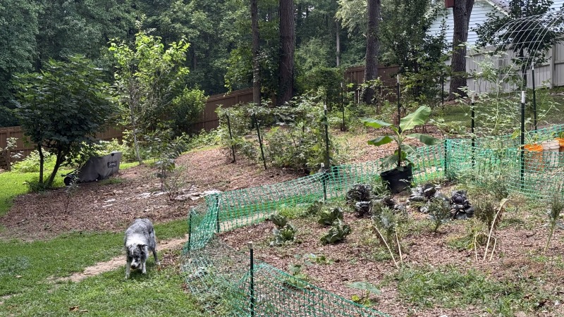 Corner of main garden and "berry patch" 