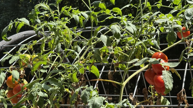 Tomato trellis