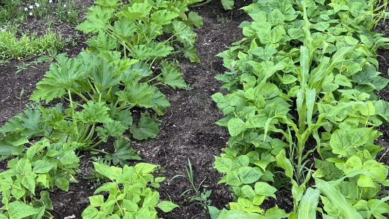 Zucchini, beans and corn