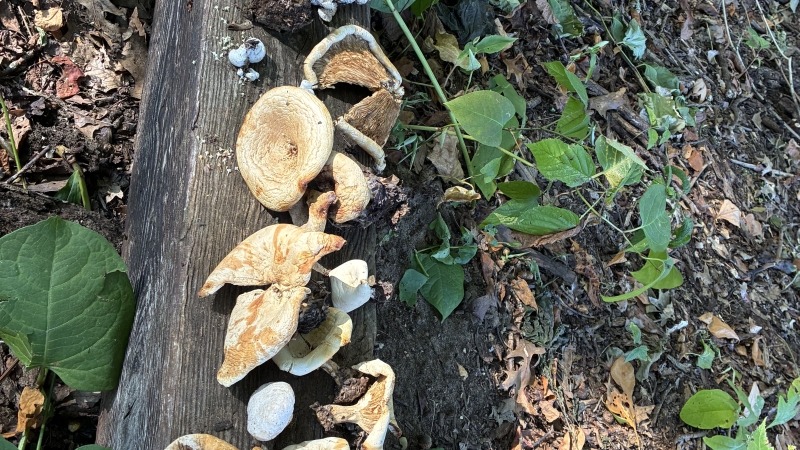 Mushrooms 