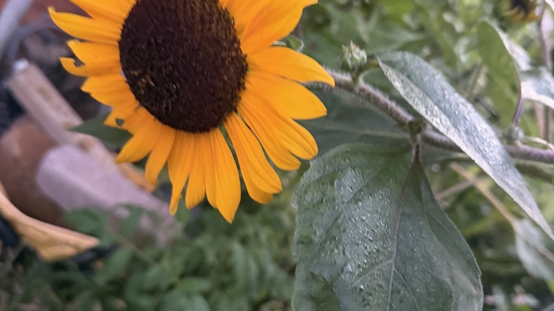 Sunflower 
