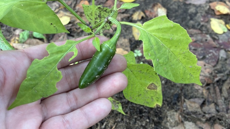 Jalapenos 