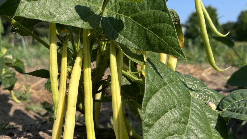 Wax beans at my current GLIF farm plot